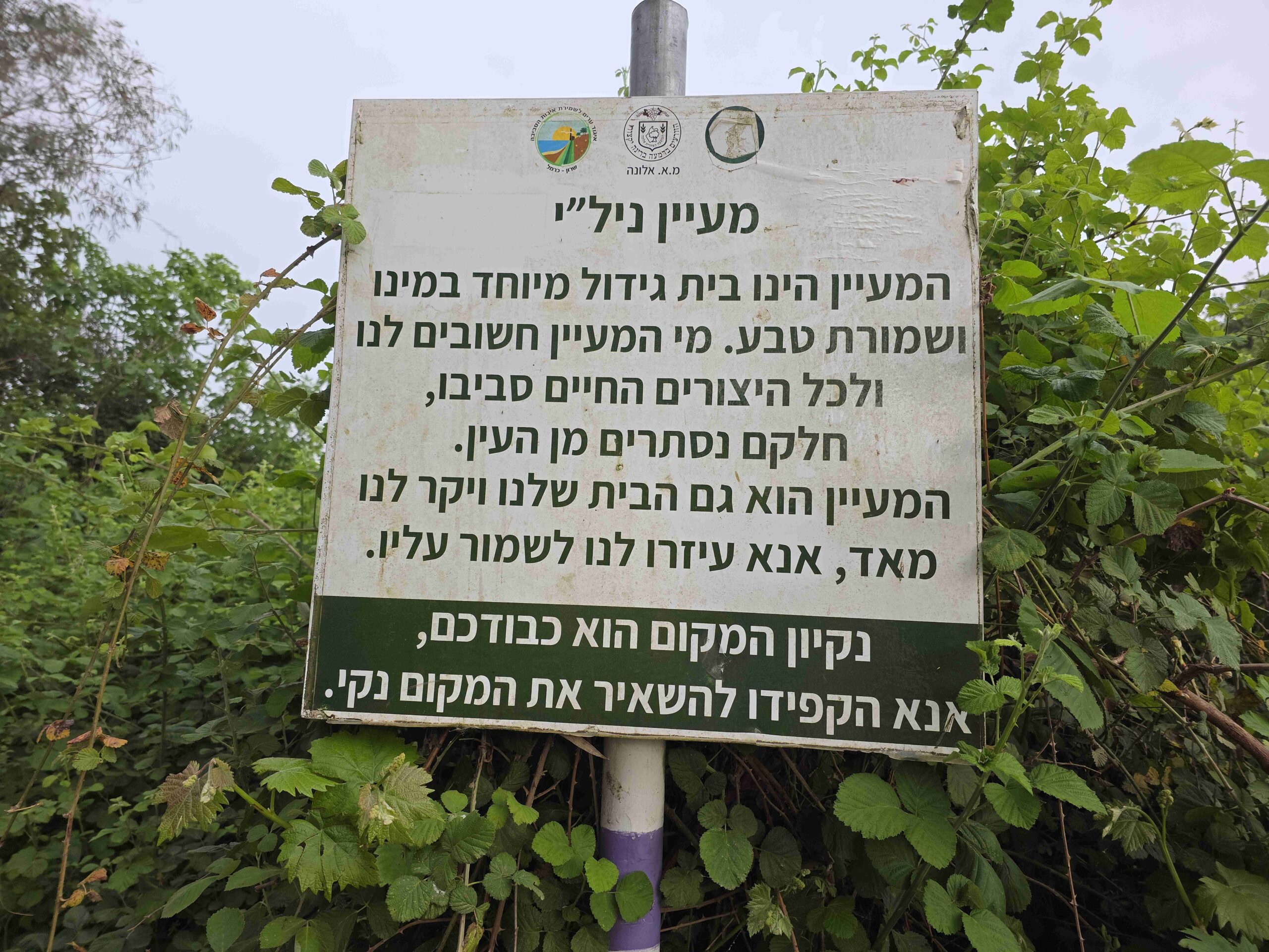 עין נילי3.jpg