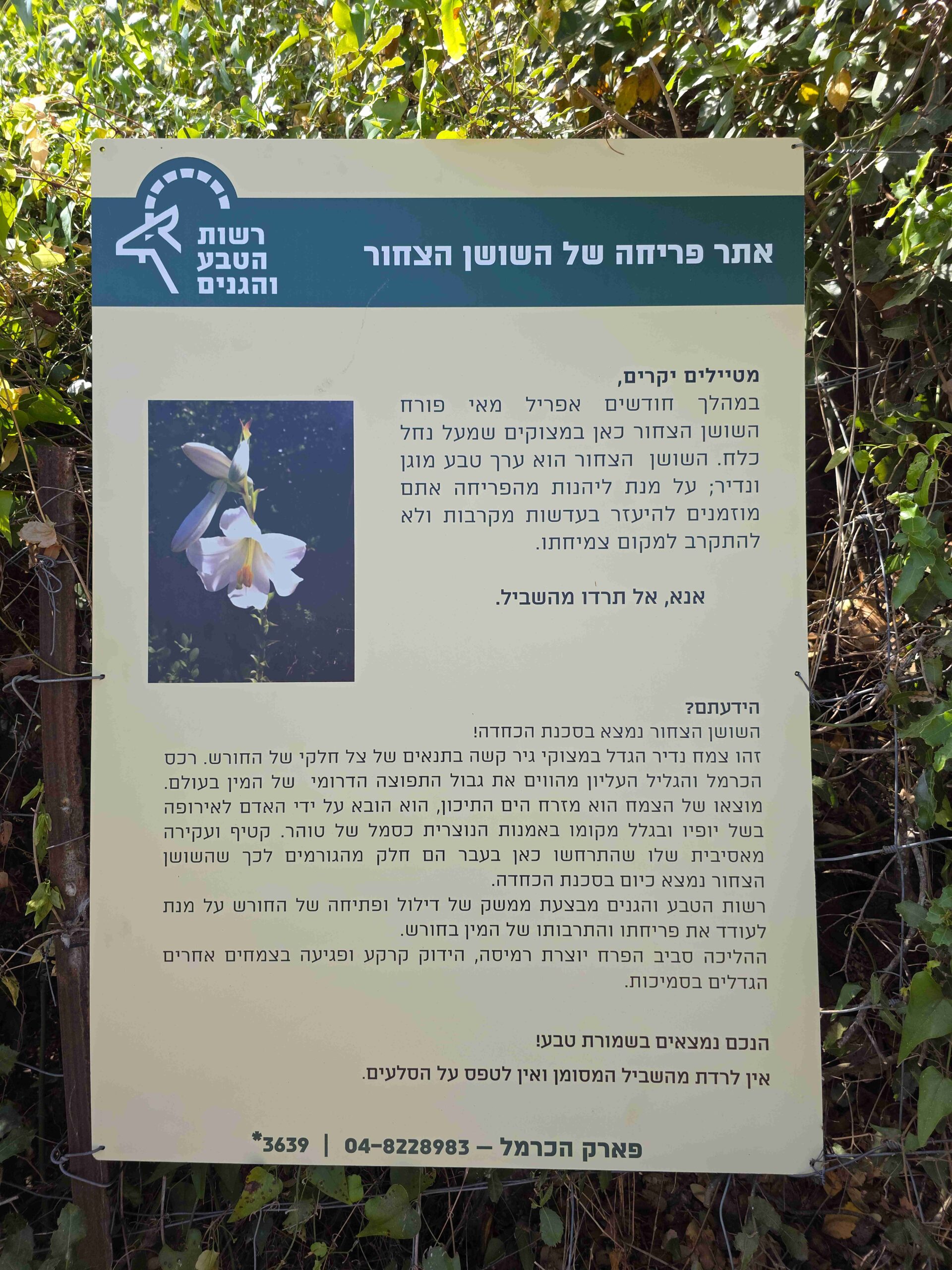 שושן צחור